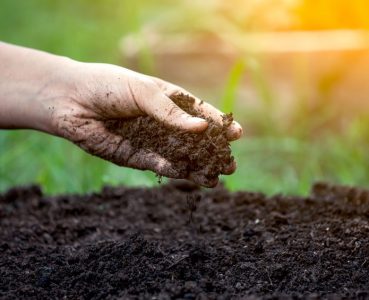 Soil in hand for planting